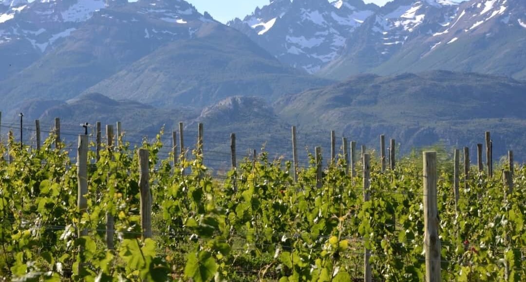 Crédito foto: FB Viñas de Nant y Fall